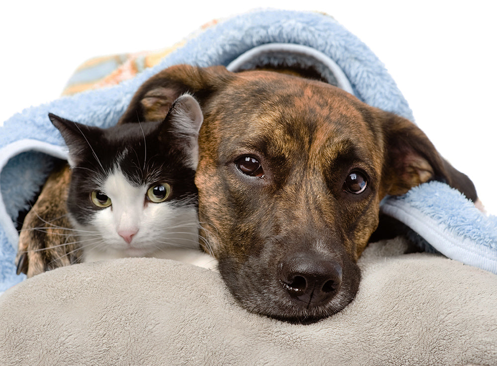 Pet or Animal Healing
